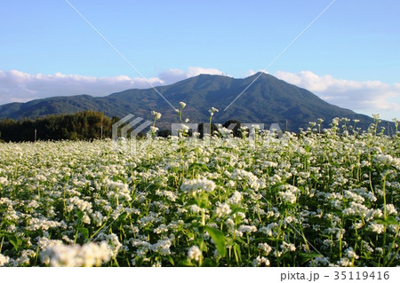 筑波山とそば畑 35119416