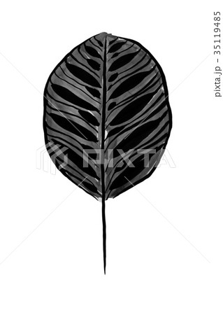 水墨画の観葉植物の部分 カラテア <インテリアのイメージ> 水墨画の観葉植物の部分 カラテア <インテリアのイメージ> 35119485