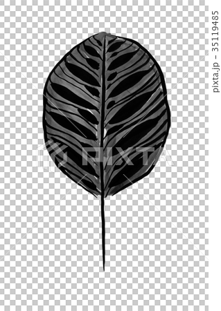 水墨画の観葉植物の部分 カラテア <インテリアのイメージ> 水墨画の観葉植物の部分 カラテア <インテリアのイメージ> 35119485