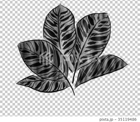 水墨画の観葉植物の部分　カラテア　＜インテリアのイメージ＞　 35119486