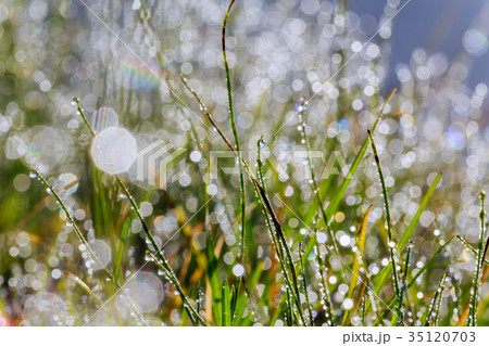 water drops on the green grass 35120703