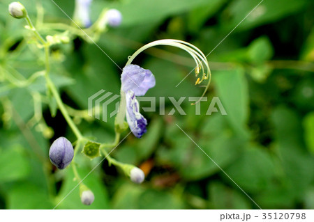 秋の山野草 35120798