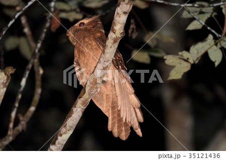 Large Frogmouth(オオガマグチヨタカ) Large Frogmouth(オオガマグチヨタカ) 35121436