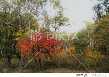 白樺とカエデ（八ヶ岳中信高原国定公園） 35122069