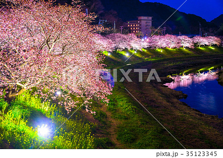 《静岡県》南伊豆町・河津桜ライトアップ 《静岡県》南伊豆町・河津桜ライトアップ 35123345