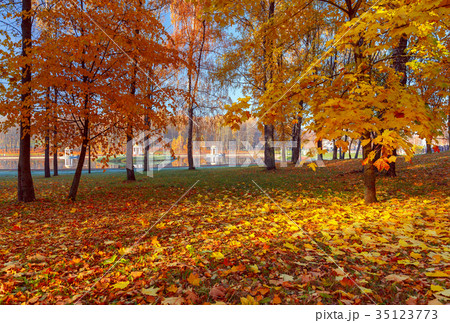 Yellow leaves in an autumn park. 35123773