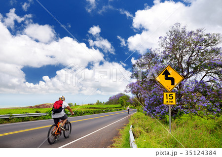 Beautiful purple jacaranda trees flowering along the roads of Maui island, Hawaii Beautiful purple jacaranda trees flowering along the roads of Maui island, Hawaii 35124384