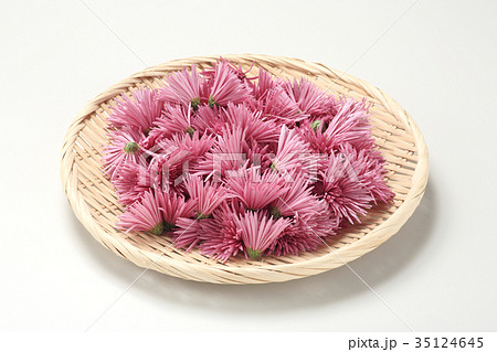 食用菊 35124645