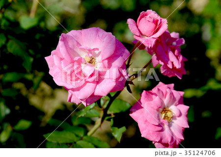 オギュースト・シーバウアー 35124706