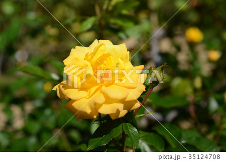 ゴールドマリー82 ゴールドマリー82 35124708