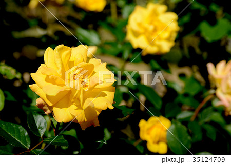 ゴールドマリー82 35124709