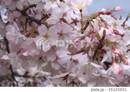 桜の花 桜の花 35125031