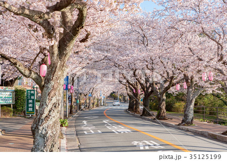 伊豆高原桜(4月　桜並木　桜) 35125199