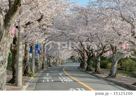 伊豆高原桜(4月　桜並木　桜) 35125200