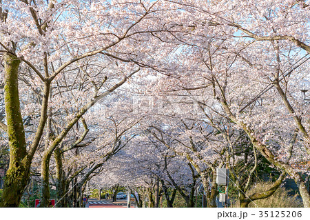 伊豆高原桜 4月 桜並木 桜 の写真素材