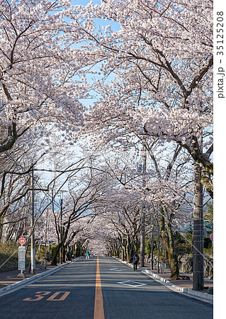 伊豆高原桜(4月　桜並木　桜) 35125208