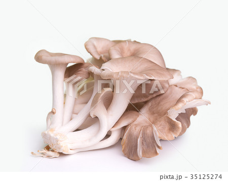 Angel mushroom ,Healthy food concept. 35125274