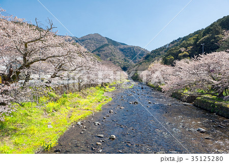 桜(4月 西伊豆 松崎町) 桜(4月 西伊豆 松崎町) 35125280