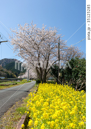 桜(4月　西伊豆　松崎町) 35125285