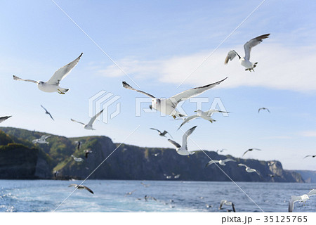 船と並走するウミネコ 35125765