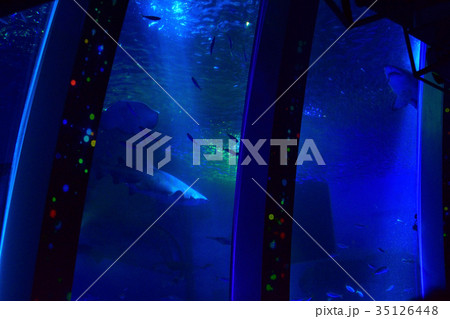 八景島シーパラダイス 35126448