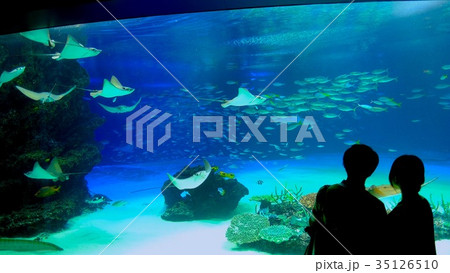 水族館 水族館 35126510