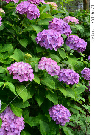 三浦・妙音寺 35126571