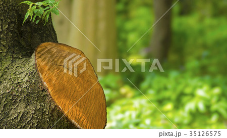 公園の景色　STF　16：9 35126575