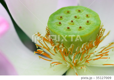 ハスの花 35127009