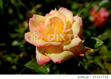 シェイラス・パヒューム シェイラス・パヒューム 35127216