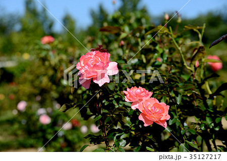 ジャルダン・ドゥ・フランス ジャルダン・ドゥ・フランス 35127217