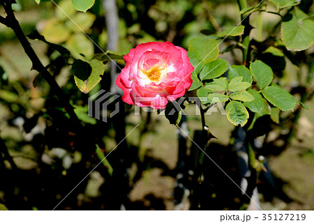 ダブル デライト ダブル デライト 35127219