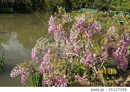 若葉とピンクのフジの花 35127299
