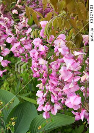 若葉とピンクのフジの花 35127303