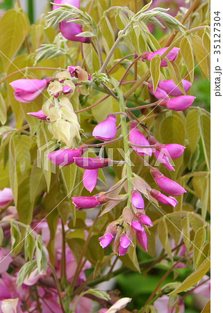 若葉とピンクのフジの花（蕾） 35127304