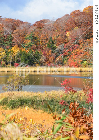 八幡平の紅葉 35127424