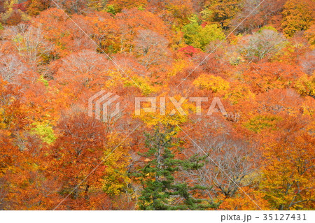八幡平の紅葉 35127431