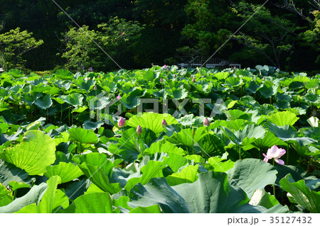 鎌倉・鶴岡八幡宮 35127432