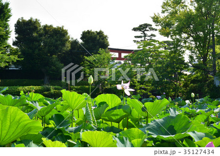 鎌倉・鶴岡八幡宮 35127434