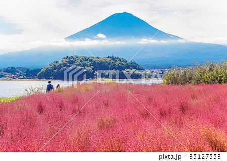 河口湖大石公園 コキアと富士山の写真素材