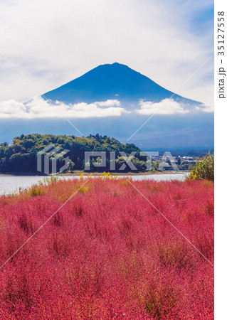 河口湖大石公園 コキアと富士山の写真素材