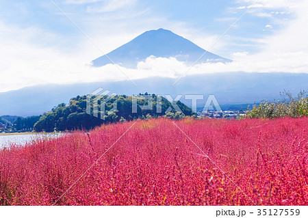 河口湖大石公園 コキアと富士山の写真素材