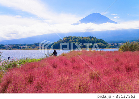 河口湖大石公園 コキアと富士山の写真素材