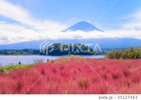 河口湖大石公園 コキアと富士山の写真素材