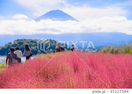 河口湖大石公園 コキアと富士山の写真素材