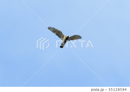 サシバ成鳥 サシバ成鳥 35128594