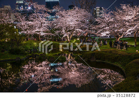 毛利庭園の夜桜１ 35128872
