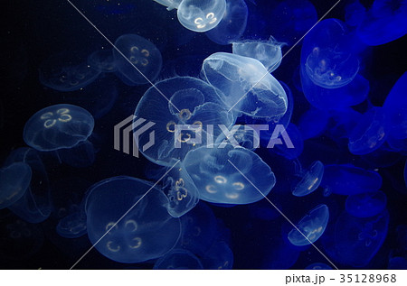 海月 海月 35128968