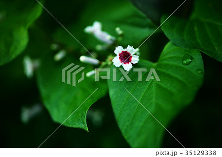 野草　ヘクソカズラの花 35129338