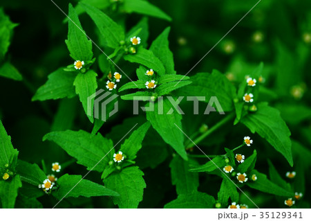 野草 愛らしいハキダメギクの花 野草 愛らしいハキダメギクの花 35129341